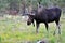 Bull moose with huge antlers in Wyoming