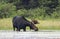 A Bull Moose with huge velvet antlers Alces alces grazing in the marshes of Opeongo lake in Algonquin Park, Canada