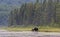 A Bull Moose with huge velvet antlers Alces alces grazing in the marshes of Opeongo lake in Algonquin Park, Canada