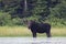 A Bull Moose with huge velvet antlers Alces alces grazing in the marshes of Opeongo lake in Algonquin Park, Canada