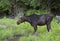 A Bull Moose with huge velvet antlers Alces alces grazing in the marshes of Opeongo lake in Algonquin Park, Canada