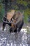 Bull Moose with large Antlers grassing at edge of forest.