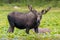 Bull Moose in Lilypad Lake - Shiras Moose of The Colorado Rocky