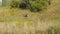 Bull moose male adult lone walking through colorful autumn meadow on hillside.