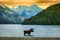 Bull moose in a mountain lake at sunset