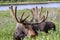 Bull Moose Munching on Willows in the Rocky Mountains of Colorado