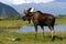 Bull moose near pond and mountains in alaska