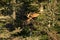 Bull Moose Peer From Behind Tree