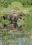 Bull moose in pond