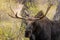 Bull Moose Portrait in Wyoming in Fall