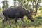 Bull Moose Profile