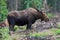 Bull Moose in a rain storm  in the Colorado Rocky Mountains