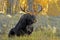 A bull moose rises to his feet.