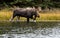 A Bull Moose in the River