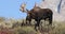 Bull Moose in the Rut in Wyoming in Autumn