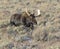 BULL MOOSE IN SAGEBRUSH STOCK IMAGE