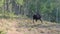 Bull Moose Scratching Himself With His Hoof and Antlers