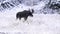 bull moose shaking snow off his antlers at yellowstone