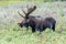 Bull Moose - Shiras Moose of The Colorado Rocky Mountains