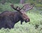 Bull Moose in Snowy Range, Wyoming