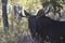 Bull Moose standing in the Quakie Aspens