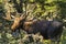 Bull Moose in the Sun