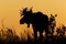 Bull moose sunset silhouette