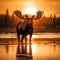 Bull Moose at Sunset in Yellowstone National Park, Wyoming, USA.