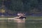 Bull Moose Swimming