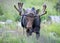 Bull Moose in tall grass. In the Colorado Rocky Mountains