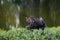 Bull Moose in a thicket near a lake