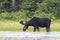 A Bull Moose with velvet antlers Alces alces grazing in the marshes of Opeongo lake in Algonquin Park, Canada