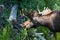 Bull Moose with Velvet on Growing Antlers