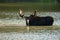 Bull Moose Wading in Water Looks at Camera