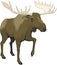 Bull Moose Walking Illustration