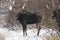 Bull Moose in Winter