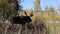 Bull Moose in Wyoming in Autumn