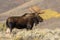 Bull Moose in Wyoming in Fall