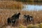 Bull Moose and Yearling