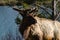 Bull Moose, a young animal eating green grass during a rain on the roadside, US