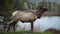 Bull Moose, a young animal eating green grass during a rain on the roadside, USA