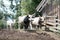 bull mule animals stall behind wooden fence