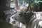 bull mule animals stall behind wooden fence