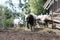 bull mule animals stall behind wooden fence