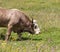 Bull on pasture