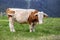 Bull pasture in green meadow posing