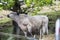 A bull in the Peak District-Derbyshire nature reserve