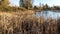 Bull Reed in Winter on the Edge of an Urban Lake