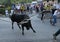 Bull run celebration in Mallorca, Spain.