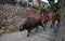 Bull run celebration in Mallorca, Spain.